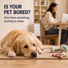 Interactive Smart Dog Toy Ball
