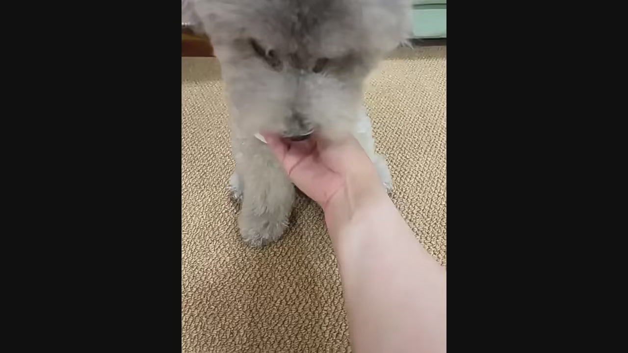 Interactive Smart Dog Toy Ball